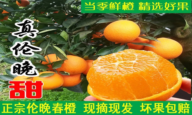 宜昌伦晚脐橙（橙子）