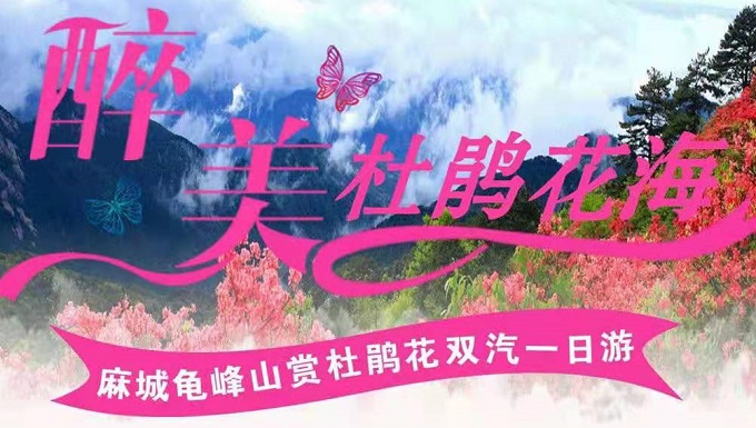 麻城龟峰山赏杜鹃花一日游